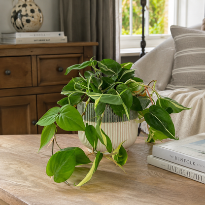 Philodendron Rio 12cm Pot size Houseplant