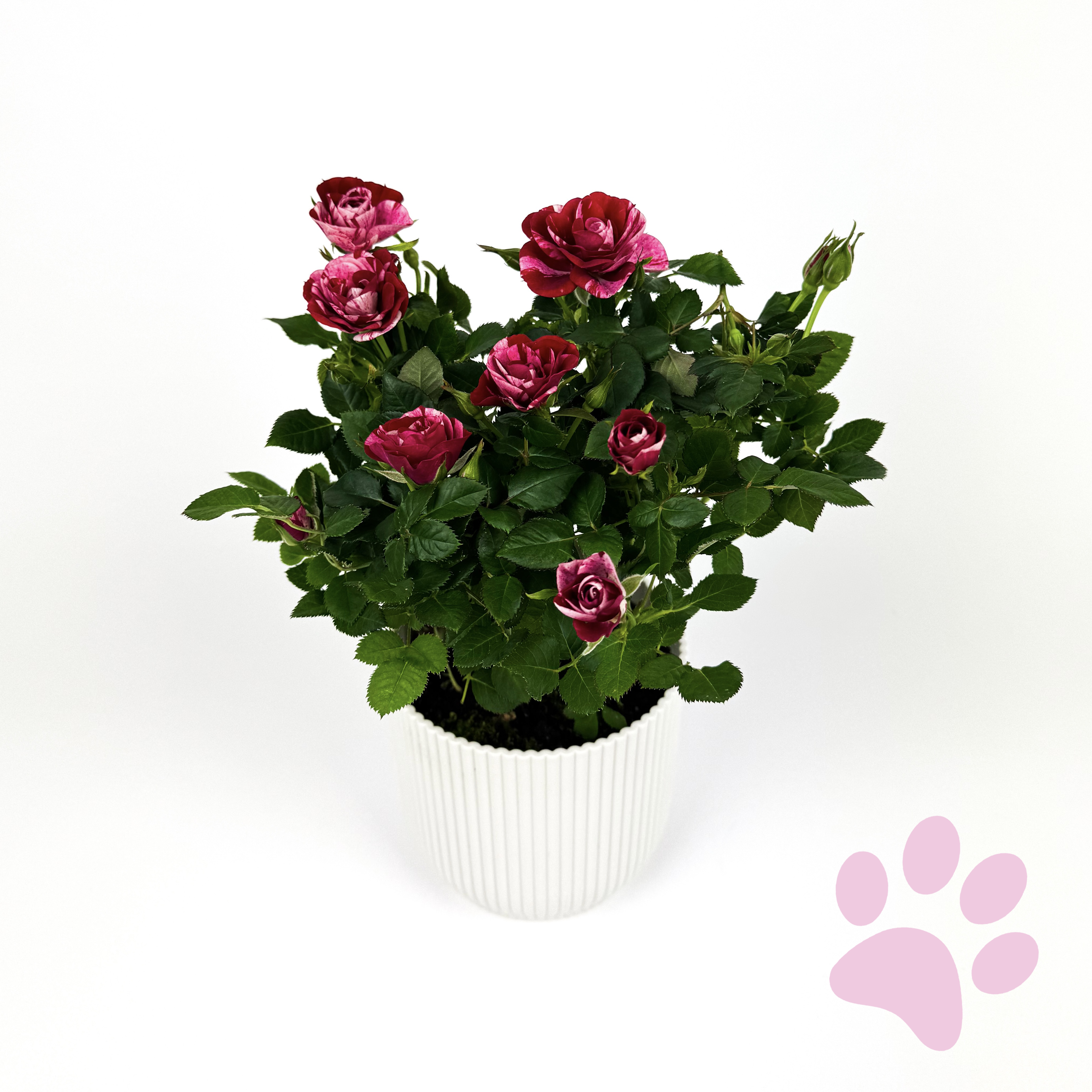 Two Tone Rose Plant Houseplant