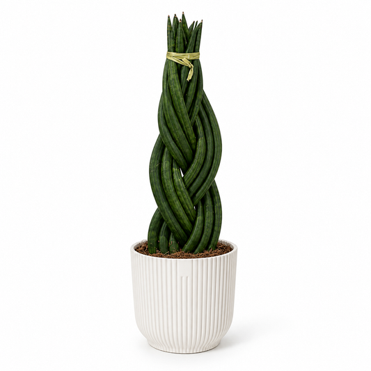 Sanseveiria braided 14cm in a white ribbed decorative pot on a white studio background