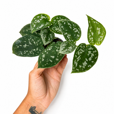 Philodendron Scandens Pictus + Pot