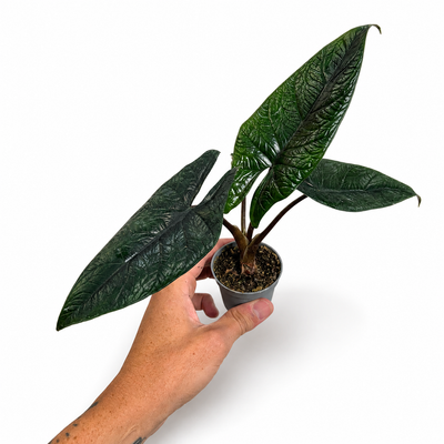 Alocasia Scalprum + Pot