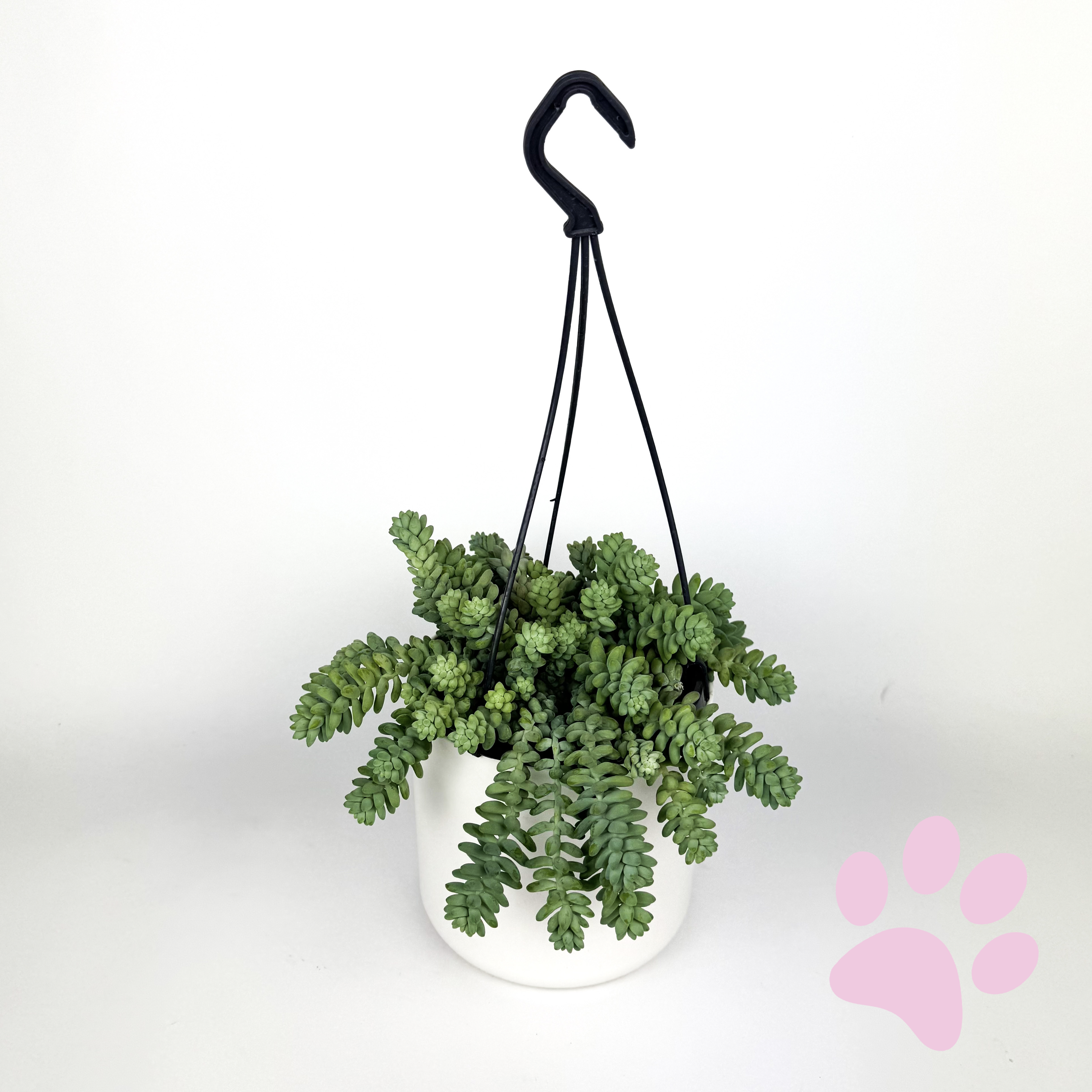 Sedum Burritto Hanging Houseplant