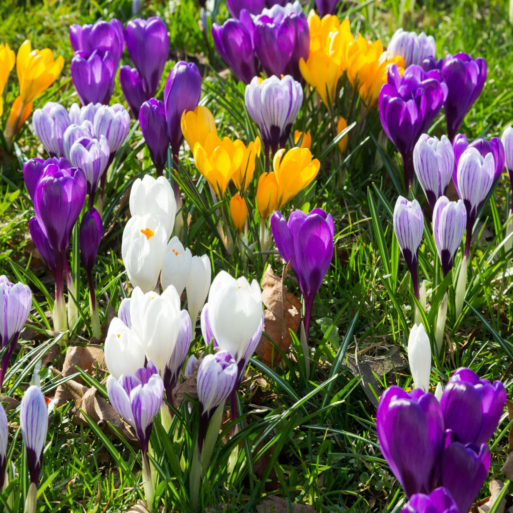 Garden Spring Flowering Bulbs