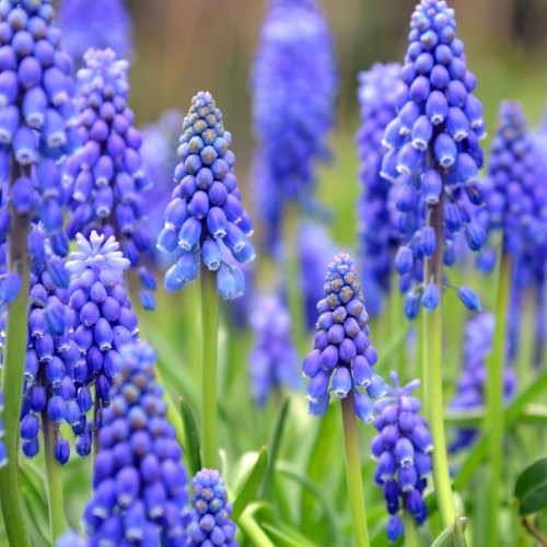 Garden Spring Flowering Bulbs