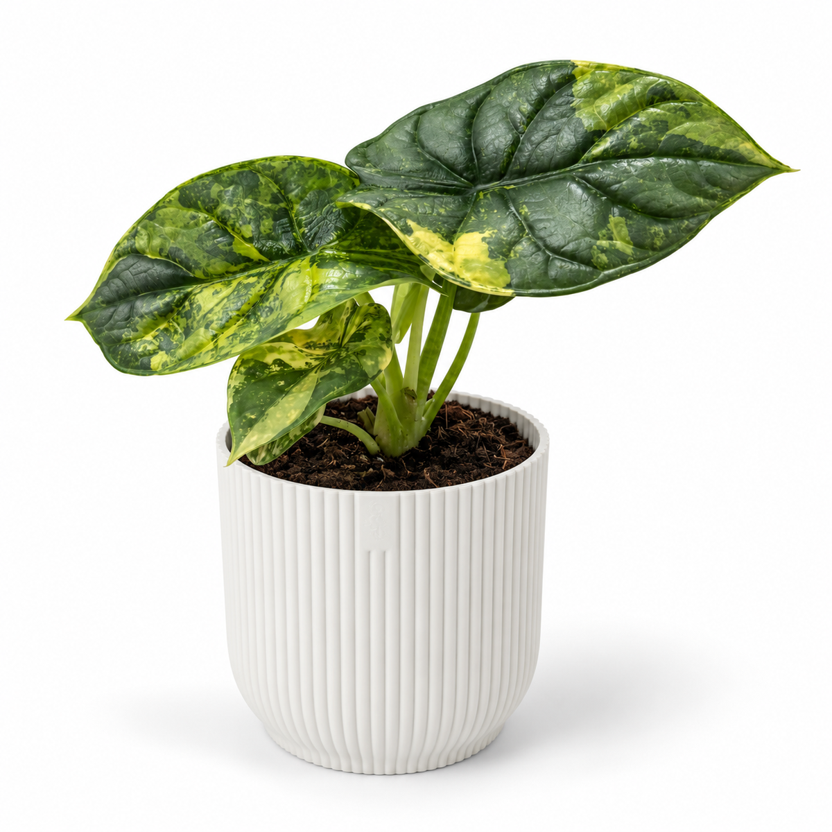 Alocasia Silver Dragon Variegated 7cm Houseplant