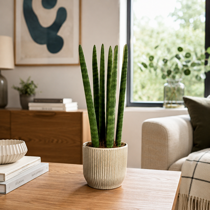 Cyclindrical Snake Indoor Houseplant