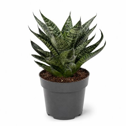 Snake Star Green Marble 12cm Houseplant