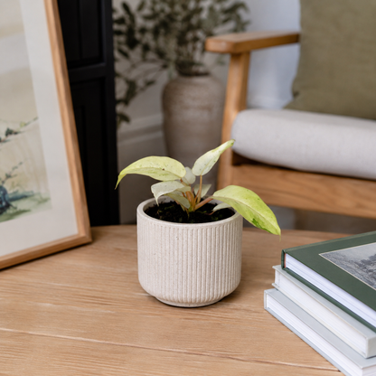 Philodendron Snowdrift 12cm Pot size Houseplant