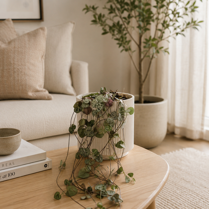 Ceropegia Woodii 12cm Houseplant