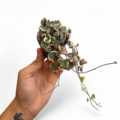 Ceropegia Woodi Variegata + Pot
