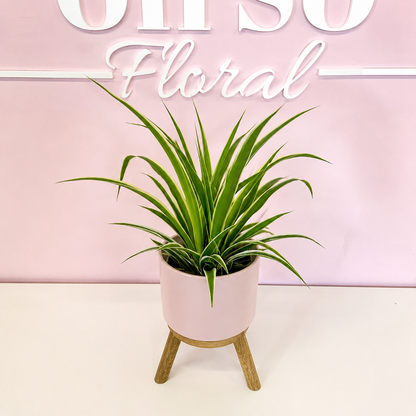 The Plant Parent Bundle - HUGE Savings on bundles