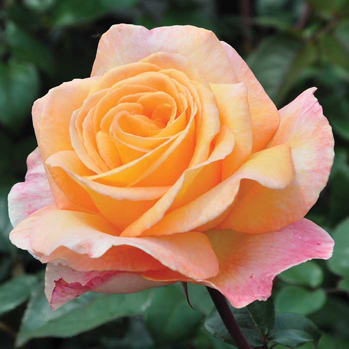 Rose 'Parfum de Nature' Scented Outdoor Rose Bush