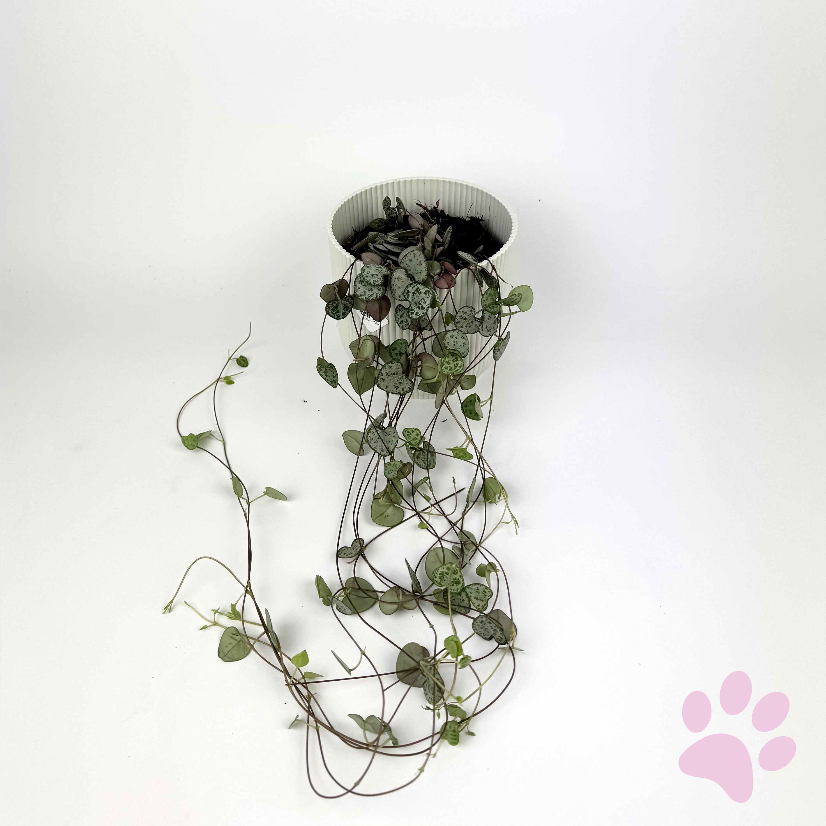 Ceropegia Woodii 12cm Houseplant