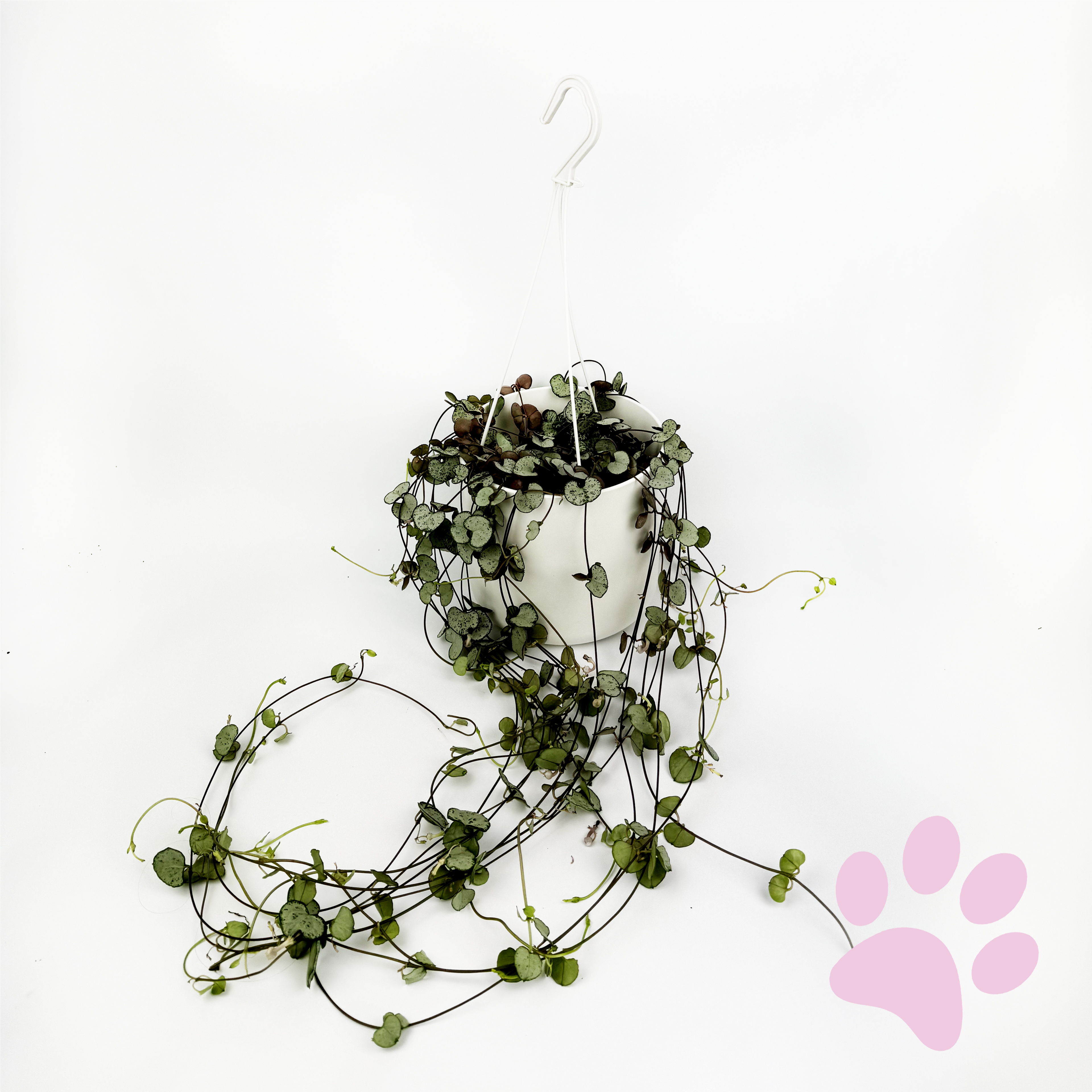 Ceropegia woodii Indoor Houseplant