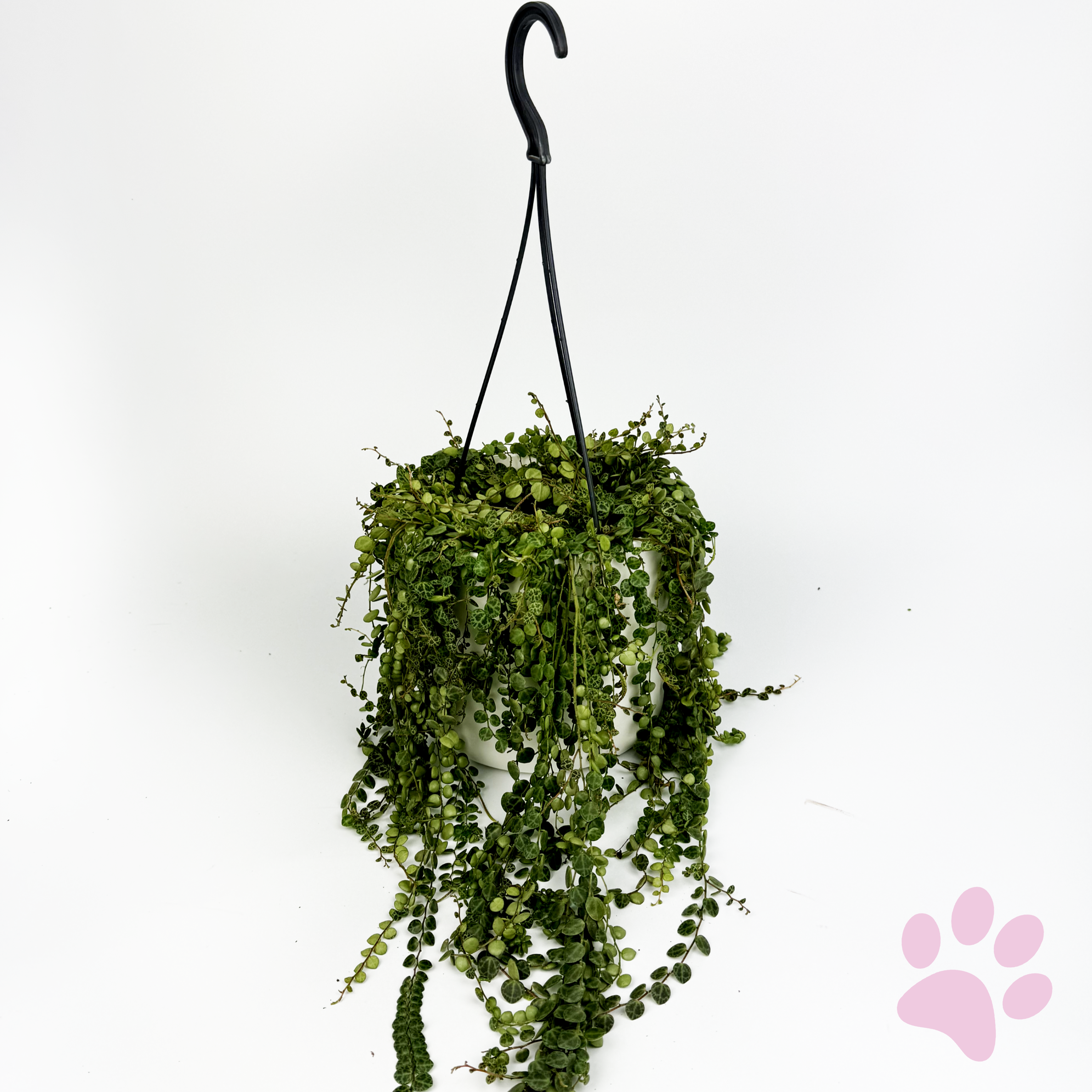 String Of Turtles Indoor Houseplant