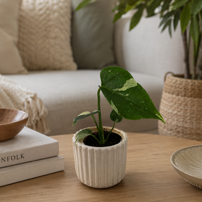Mini Monstera Thai Constellation 6cm Houseplant