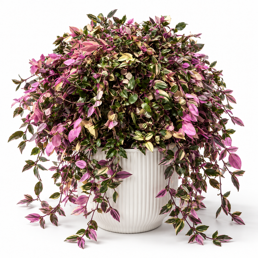 Tradescantia Quadricolour in a white ribbed decorative pot, fuller trailing specimen