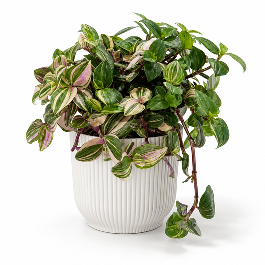 Tradescantia Quadricolour 12cm in a white ribbed decorative pot on a white studio background
