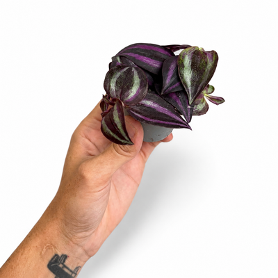 Tradescantia Pink Joy + Pot