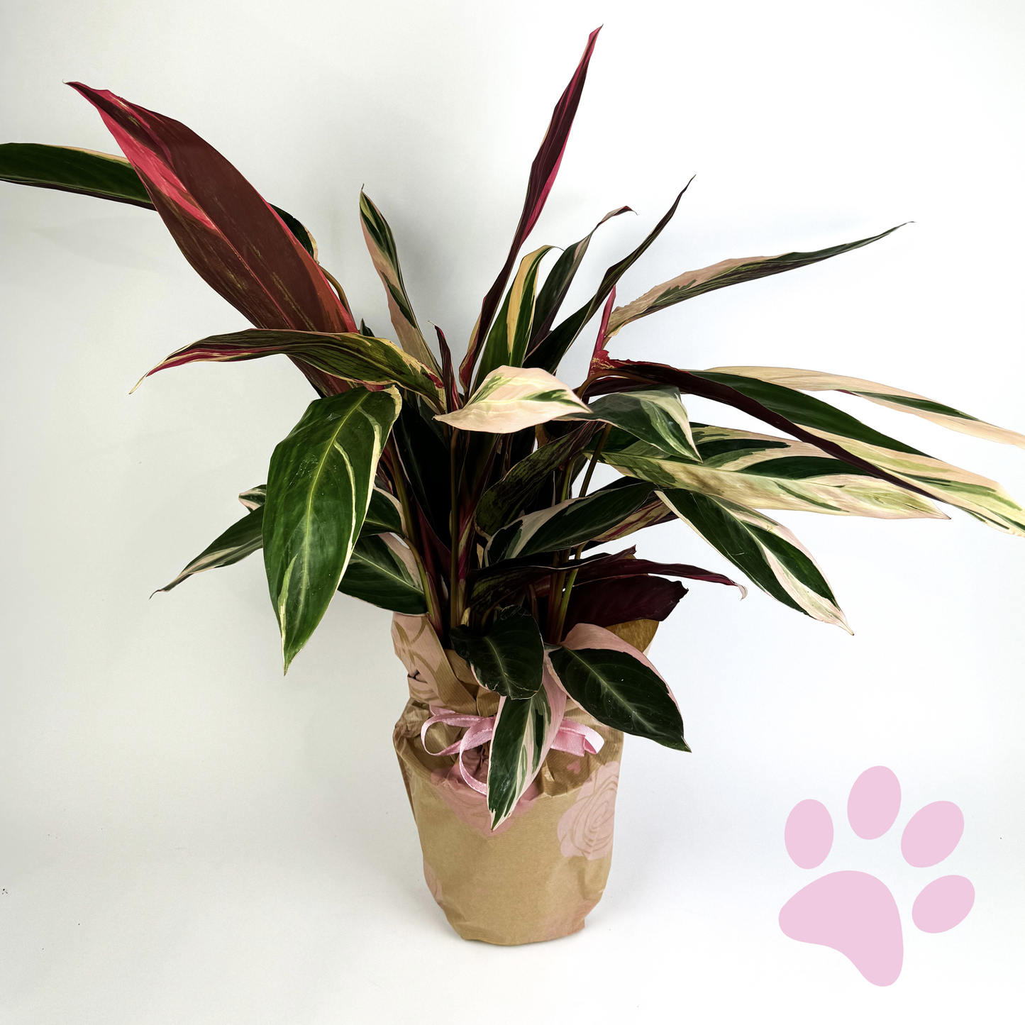 Large Calathea Triostar Indoor Houseplant