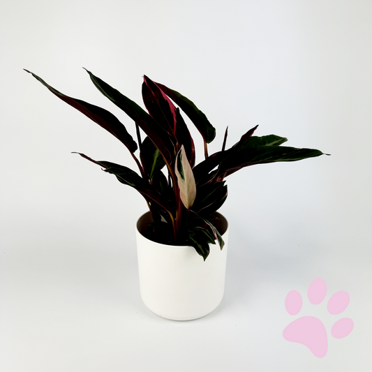 Calathea Triostar Indoor Houseplant