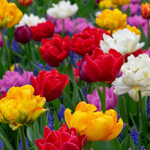 Garden Spring Flowering Bulbs