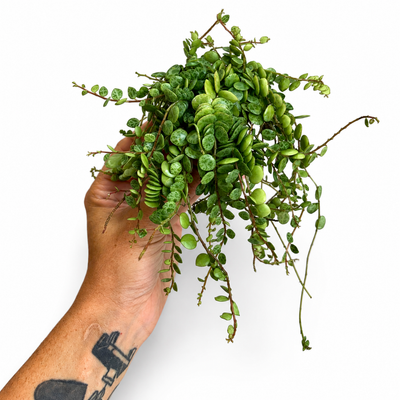 Peperomia Prostrata + Pot