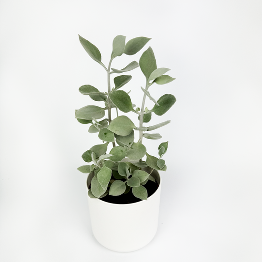 Kalanchoe Silver Indoor Houseplant