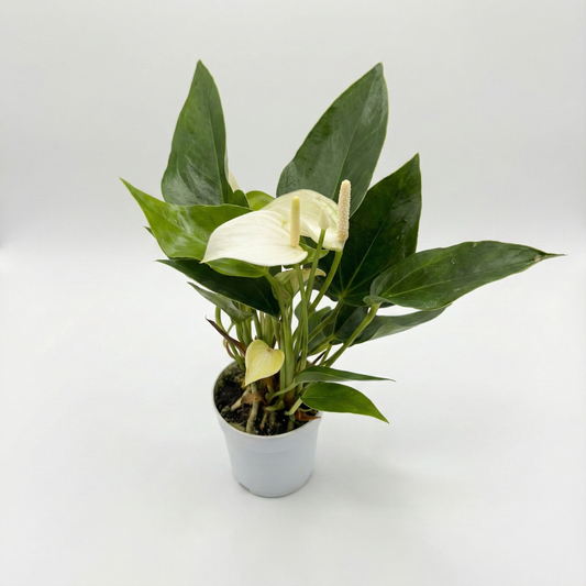 White Anthurium 7cm Indoor Houseplant