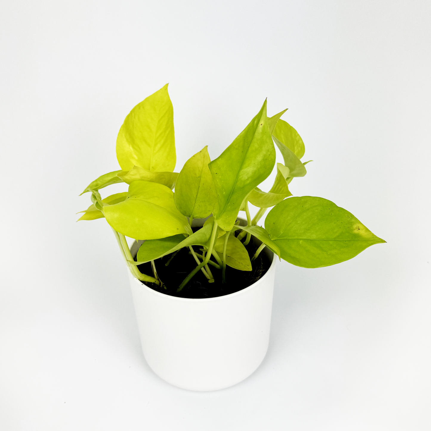 Neon Pothos Indoor Houseplant