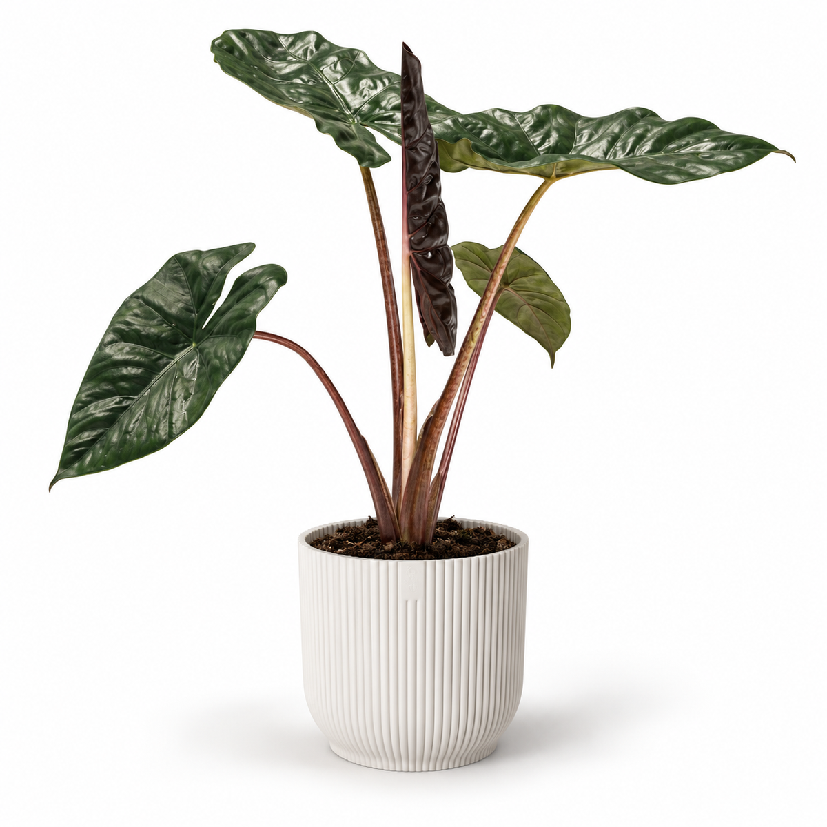 Alocasia Yucatan Princess 14cm Houseplant