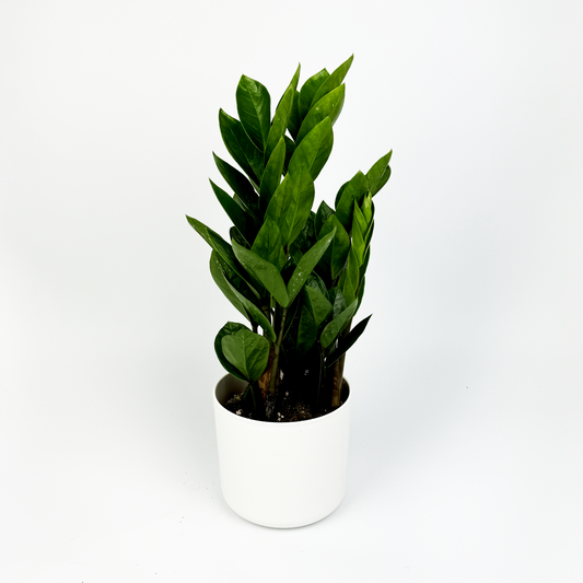 Zami Indoor Houseplant