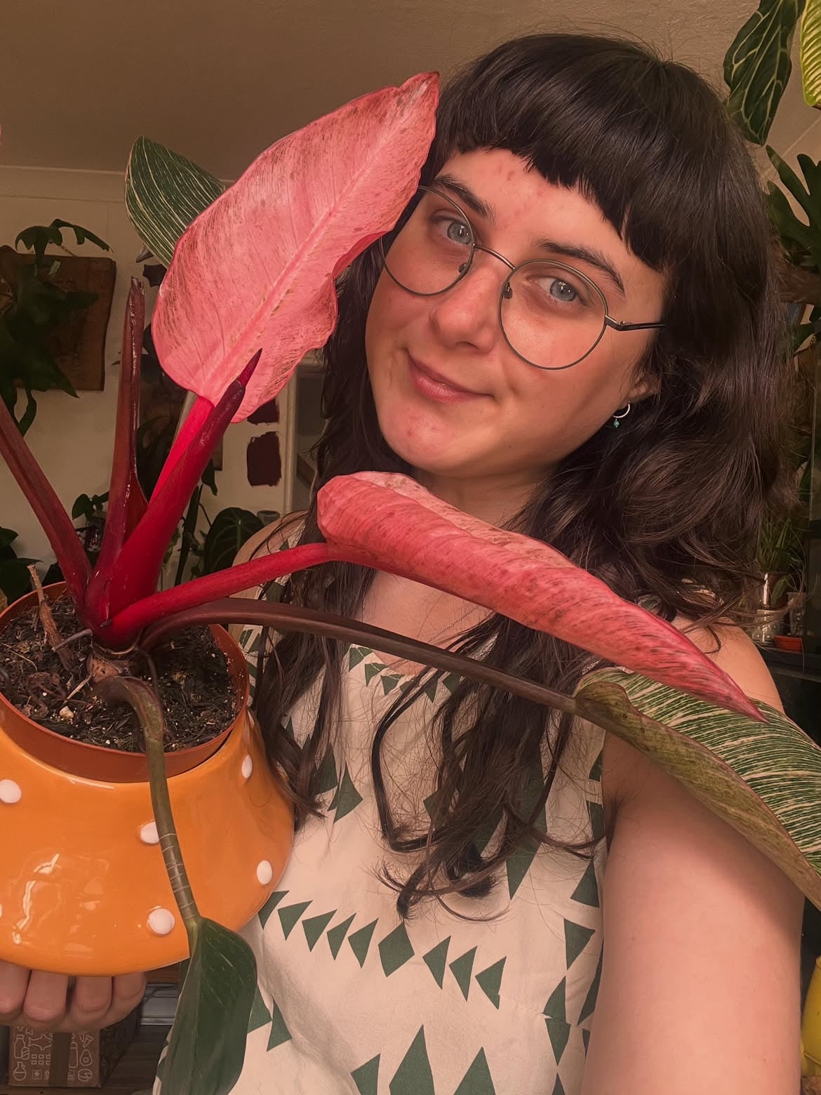 Good Growing with a pink-leaved houseplant
